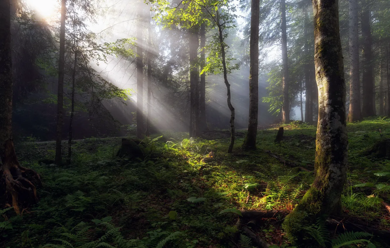 Photo wallpaper forest, summer, light, morning