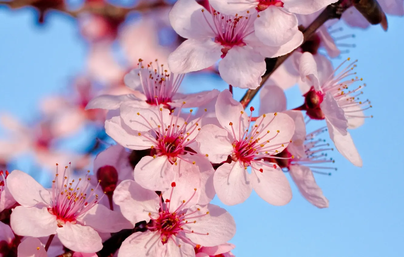 Photo wallpaper macro, branches, Sakura, pink