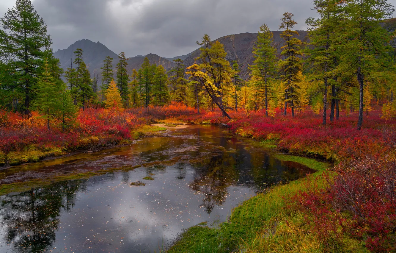Photo wallpaper autumn, forest, shore, pond