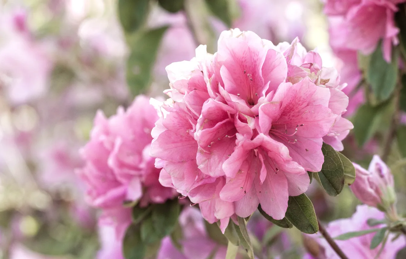 Photo wallpaper pink, Azalea, rhododendrons