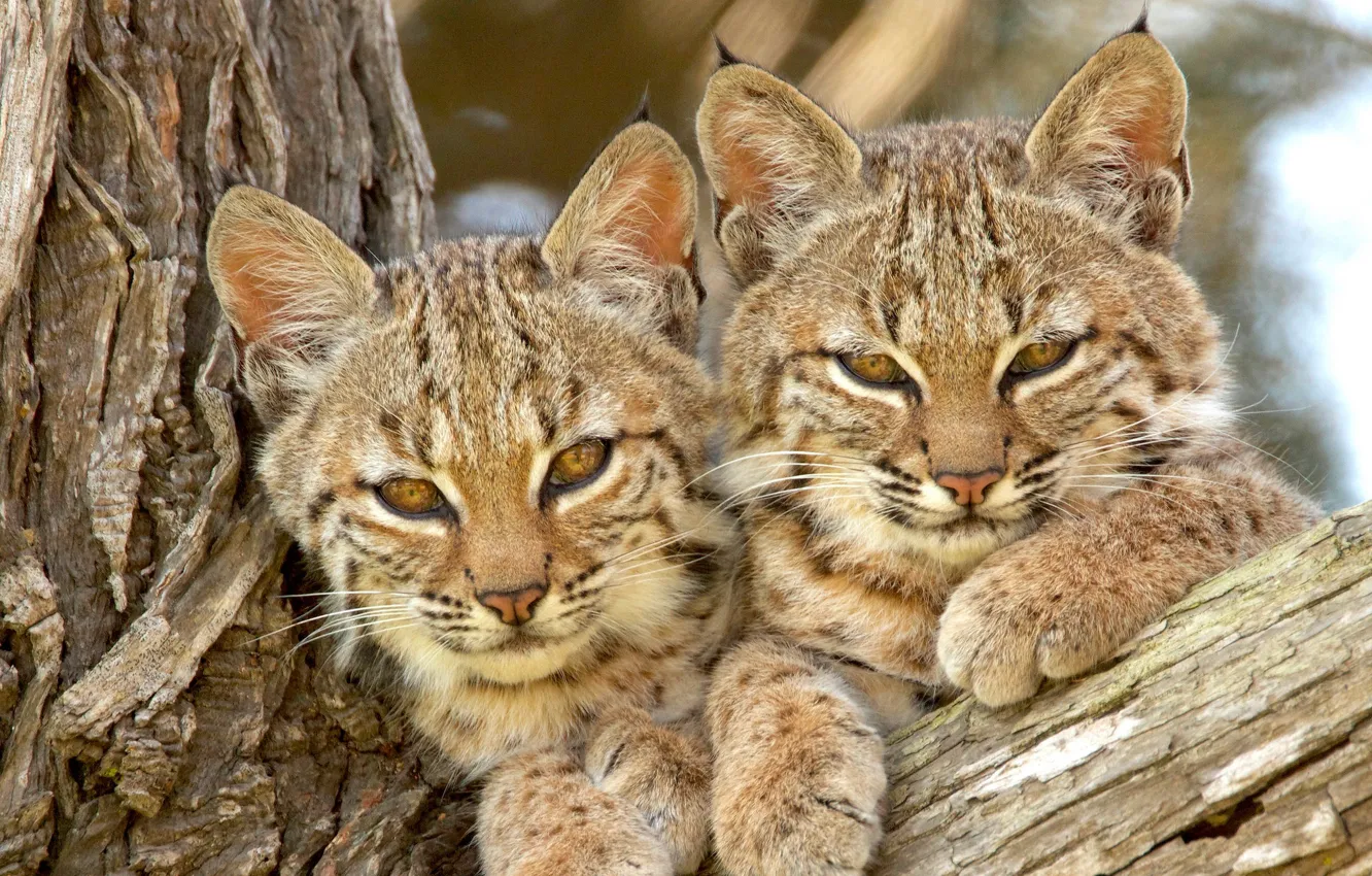 Photo wallpaper look, tree, kittens, lynx, a couple, wild cat, faces, cubs
