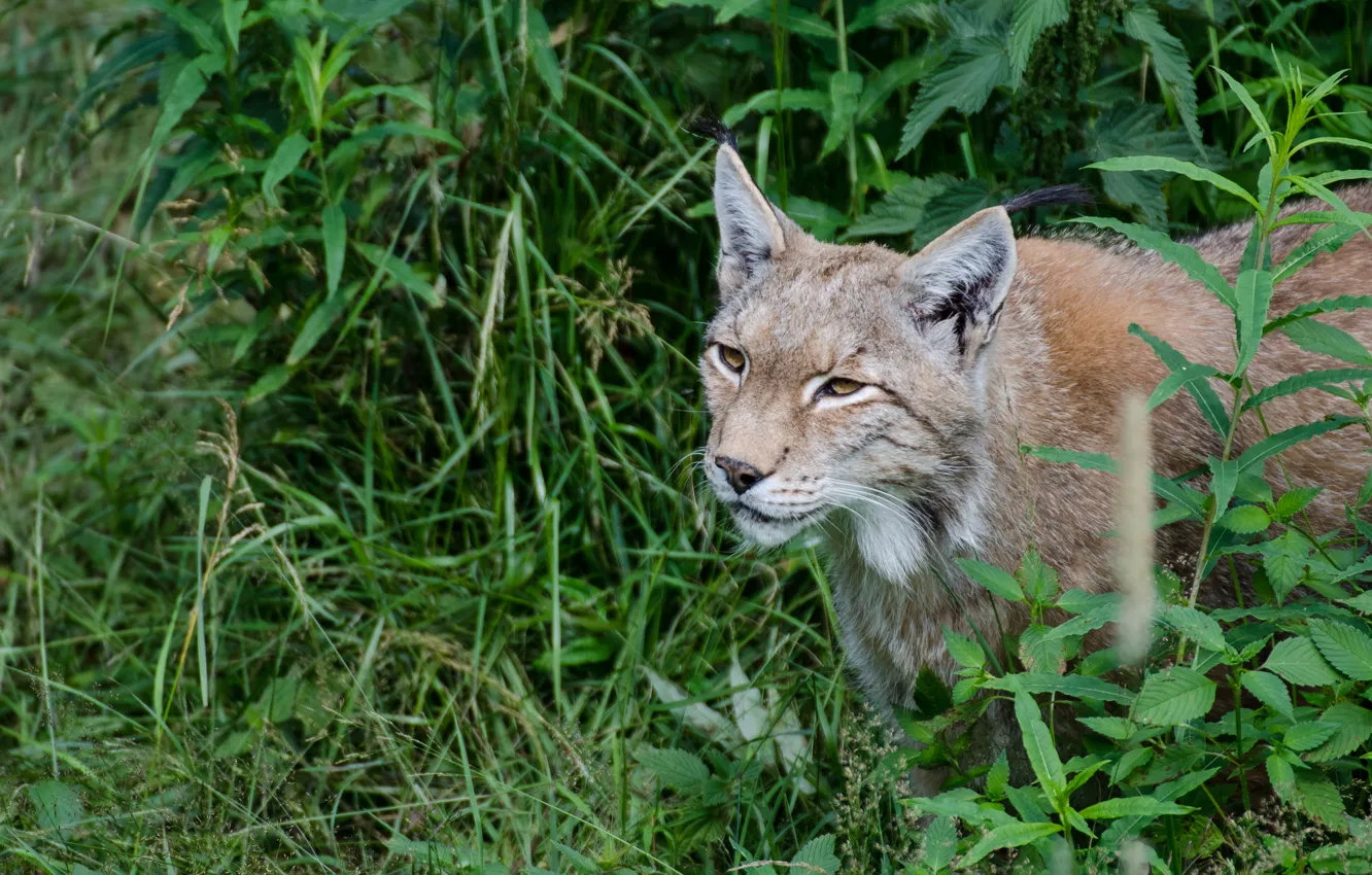 Photo wallpaper cat, grass, look, face, lynx