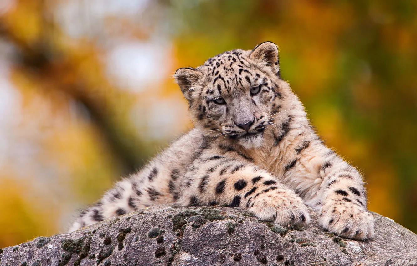 Photo wallpaper stones, muzzle, lies, IRBIS, snow leopard, looks, sad