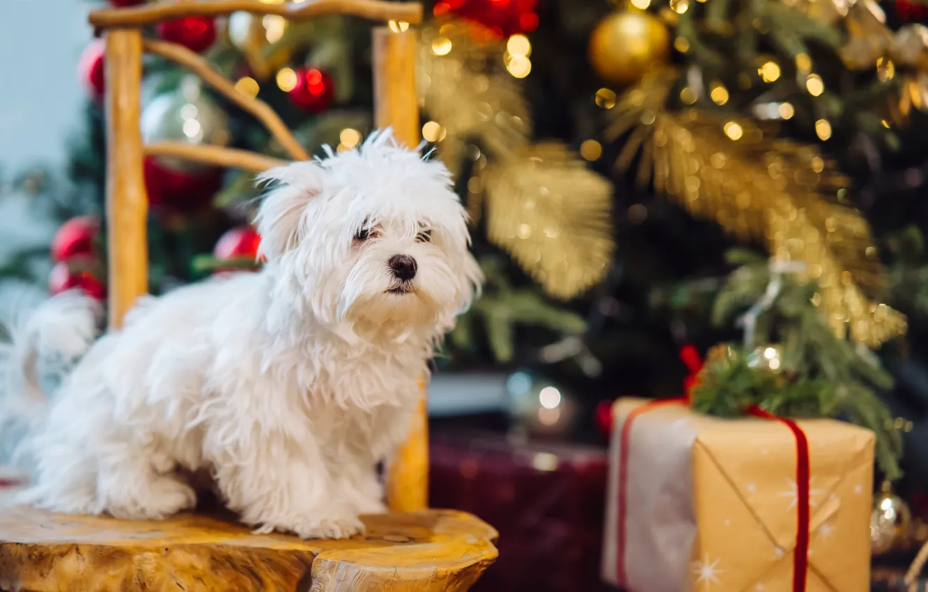 Photo wallpaper white, gift, tree, new year, dog, Christmas, chair, shaggy