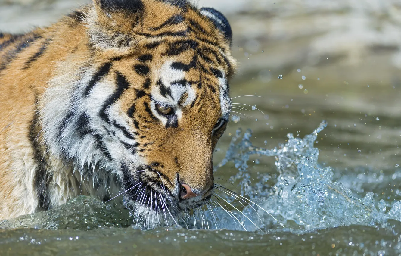 Photo wallpaper cat, look, face, water, squirt, tiger, bathing, Amur