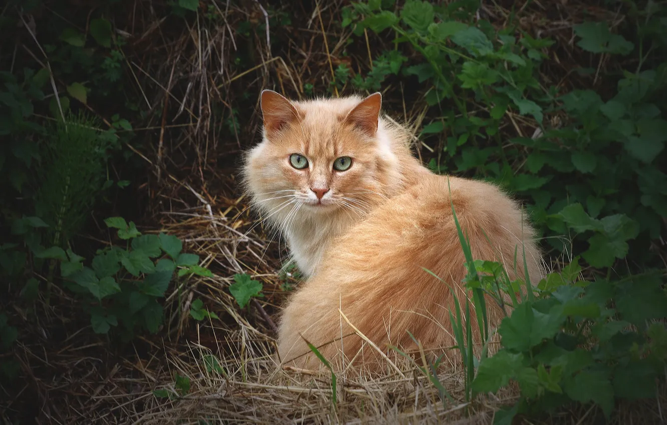 Photo wallpaper cat, grass, cat, look, fluffy, red