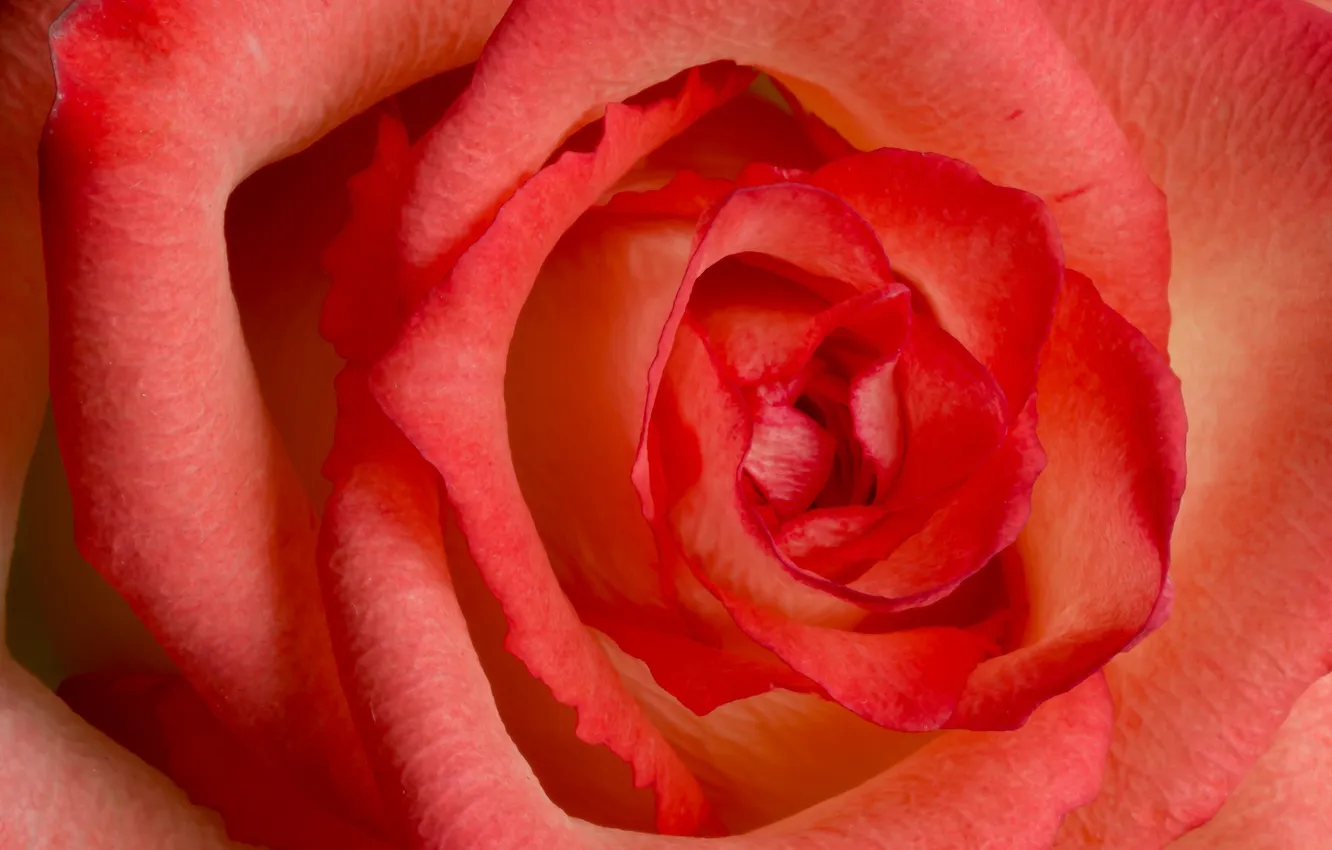 Photo wallpaper macro, flowers, red, roses, petals, buds, salmon