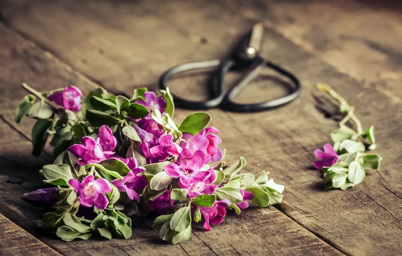 Photo wallpaper flowers, background, scissors