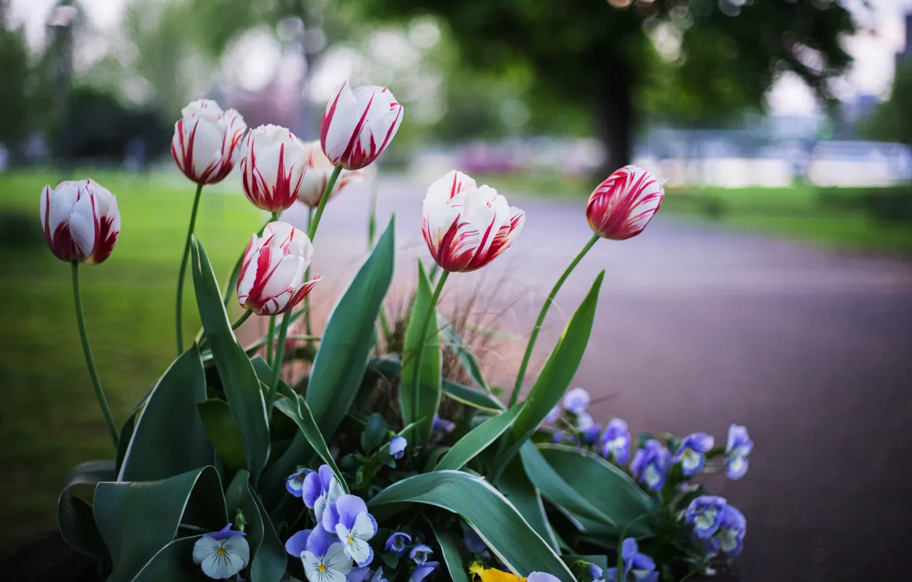 Photo wallpaper flowers, tulips, bokeh