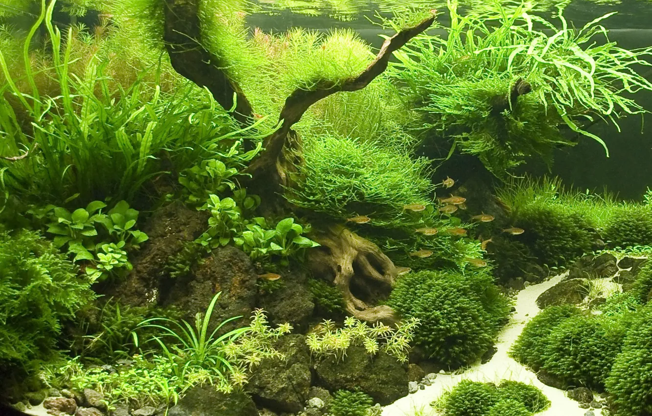 Photo wallpaper fish, aquarium, plants
