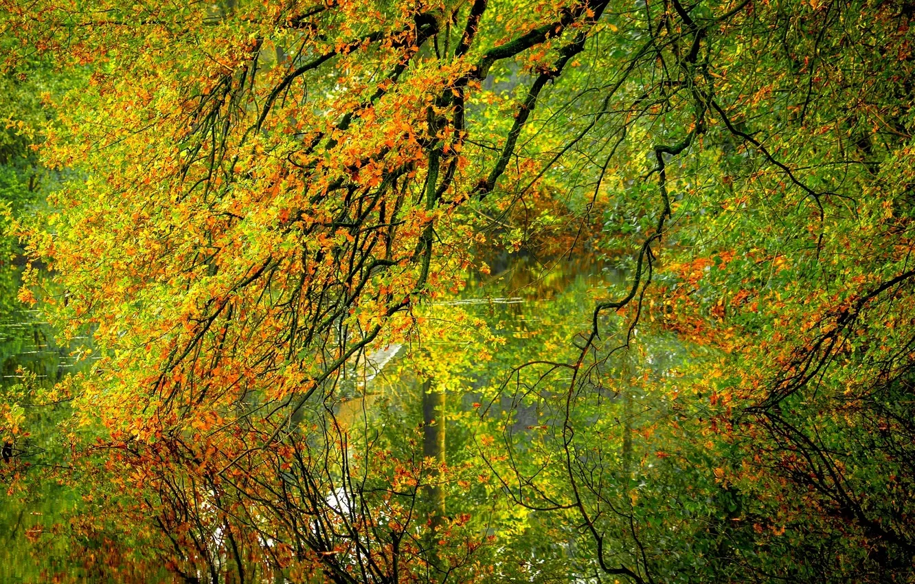 Photo wallpaper autumn, forest, leaves, water, trees, nature, reflection, river