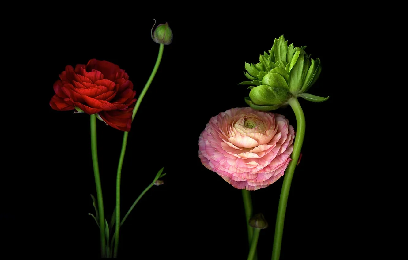 Photo wallpaper light, shadow, petals, stem, buds