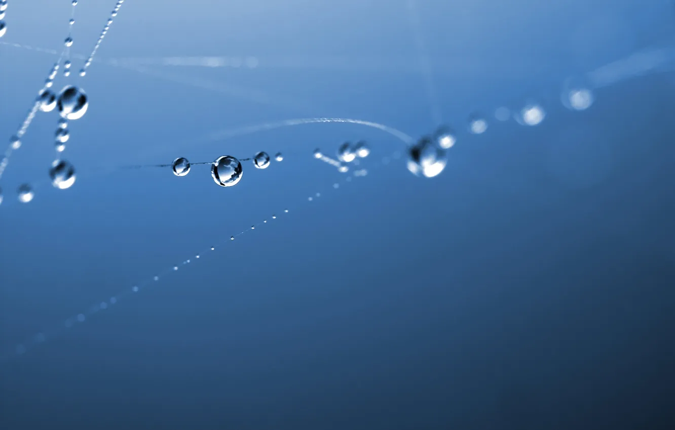 Photo wallpaper water, drops, macro, background, gossamer