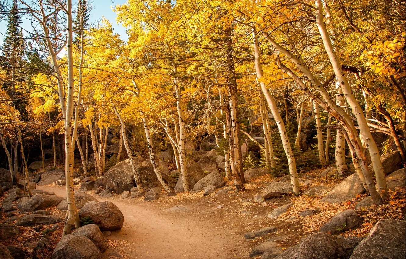 Photo wallpaper autumn, forest, trees, stones, trail