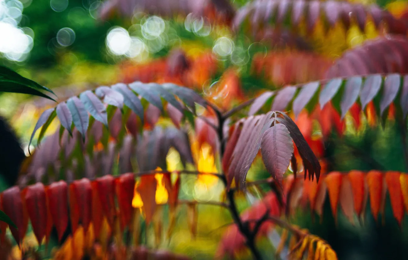 Photo wallpaper macro, nature, petals, natural