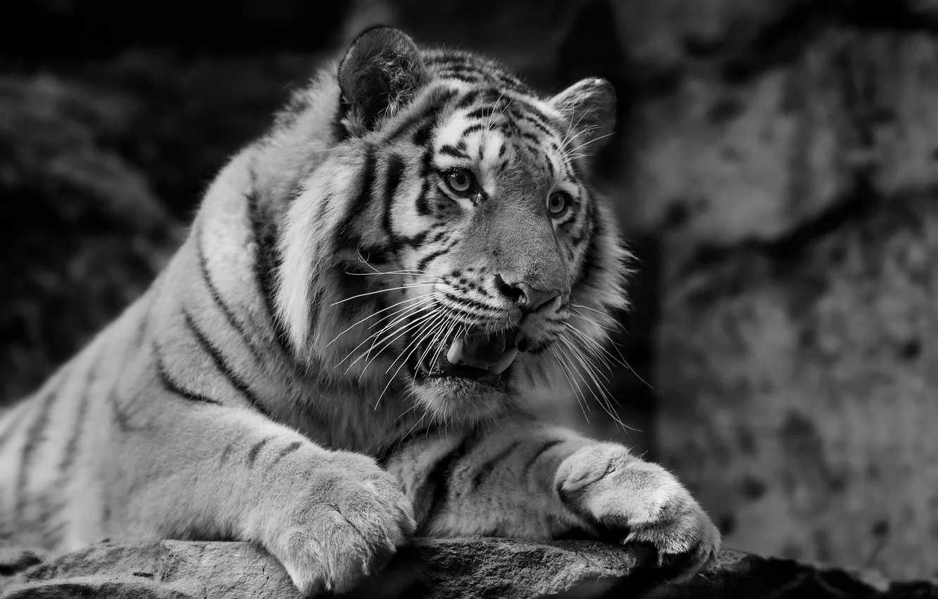 Photo wallpaper face, tiger, predator, wild cat