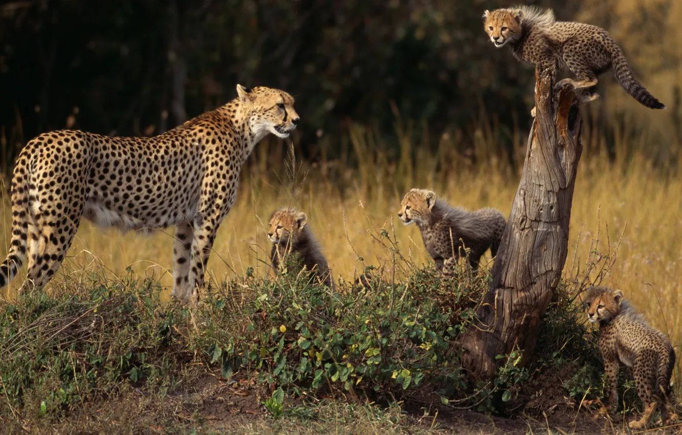 Photo wallpaper animals, family, Cheetah, cubs