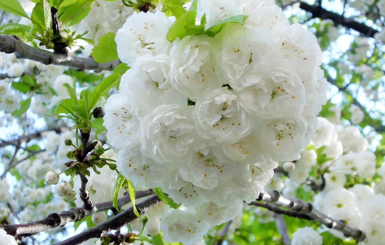 Photo wallpaper flowers, spring, cherry, bitter