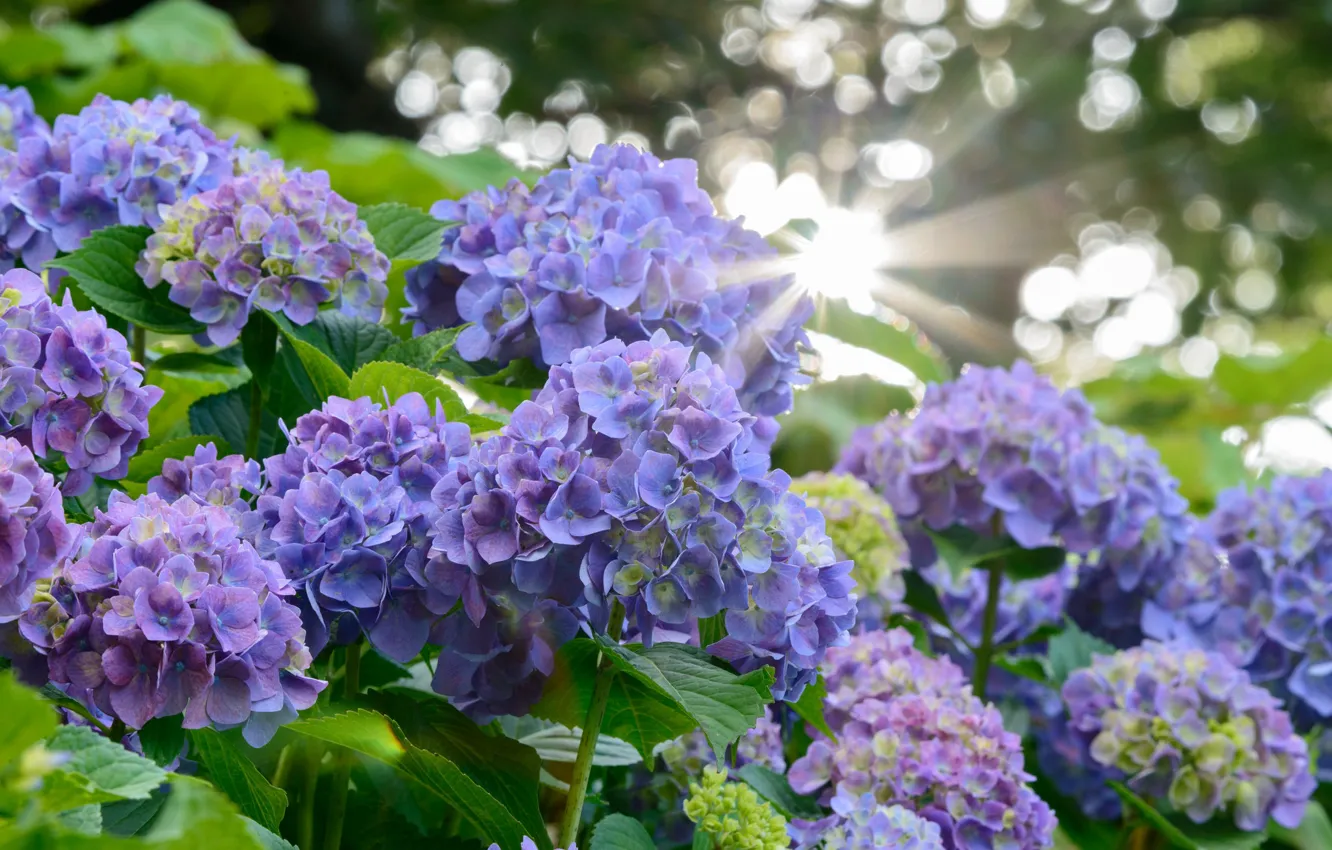 Photo wallpaper the rays of the sun, hydrangea, blur bokeh