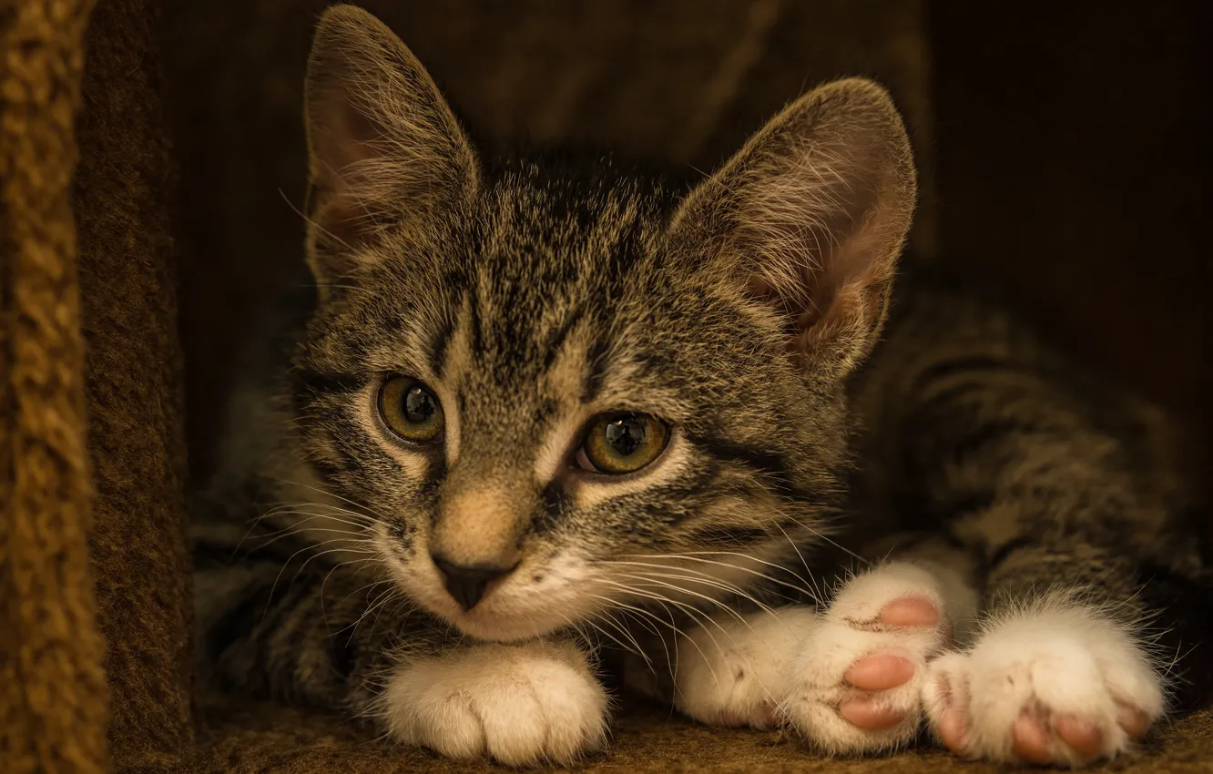 Photo wallpaper cat, look, pose, the dark background, kitty, grey, legs, lies