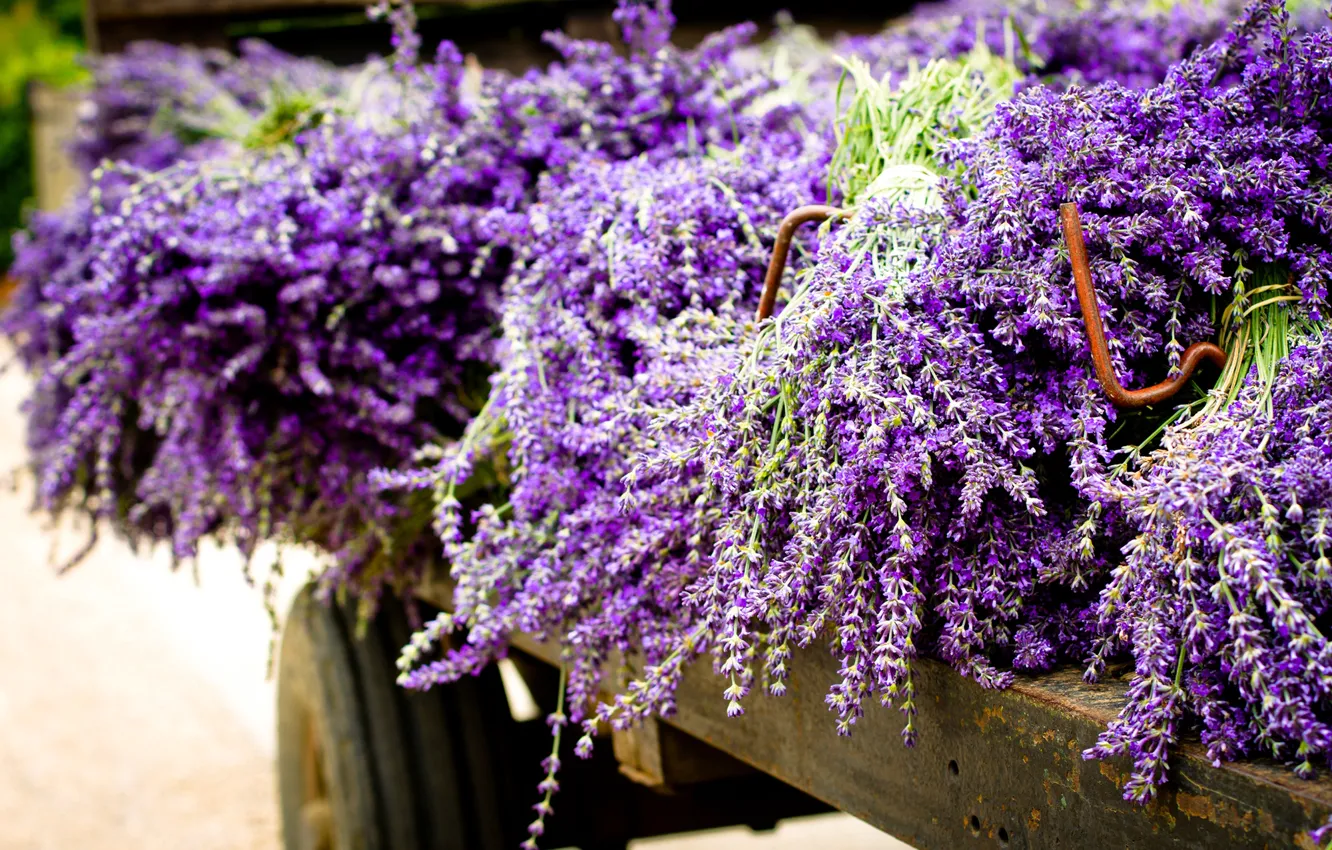 Photo wallpaper purple, flowers, the trailer, lavender