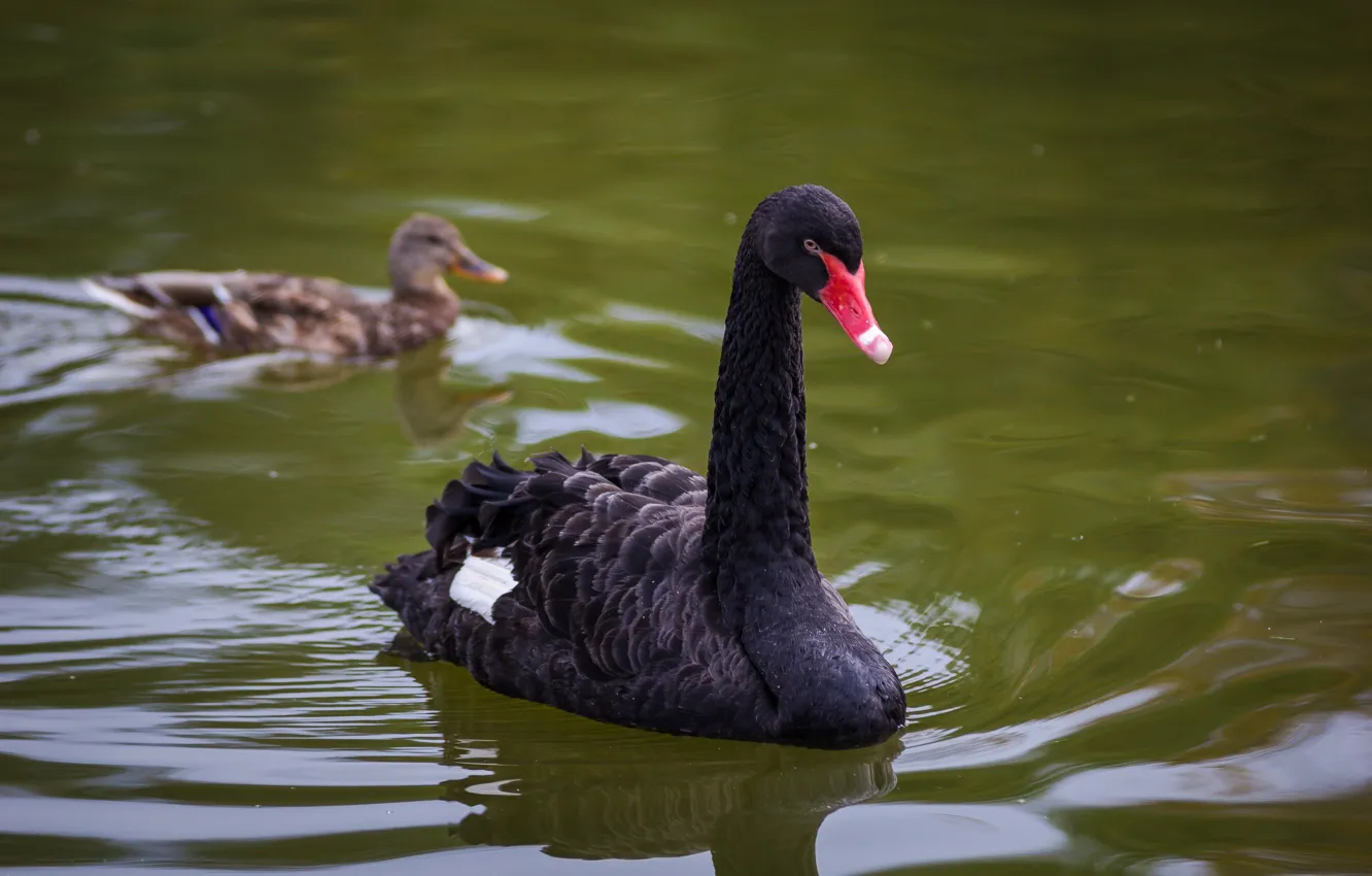 Photo wallpaper water, lake, animal, bird, duck, grace, swans