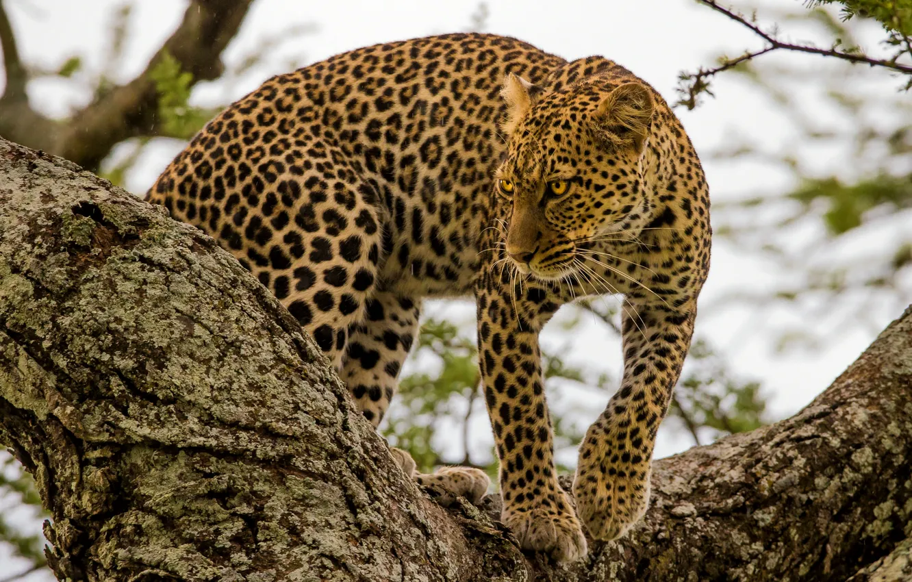 Photo wallpaper trees, predator, spot, leopard