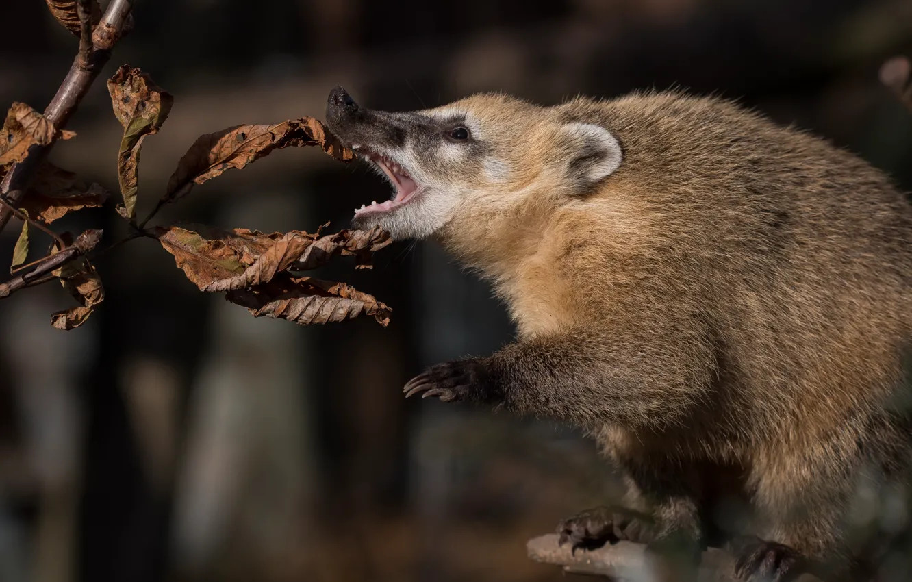 Photo wallpaper face, leaves, pose, background, paws, coati, the coati