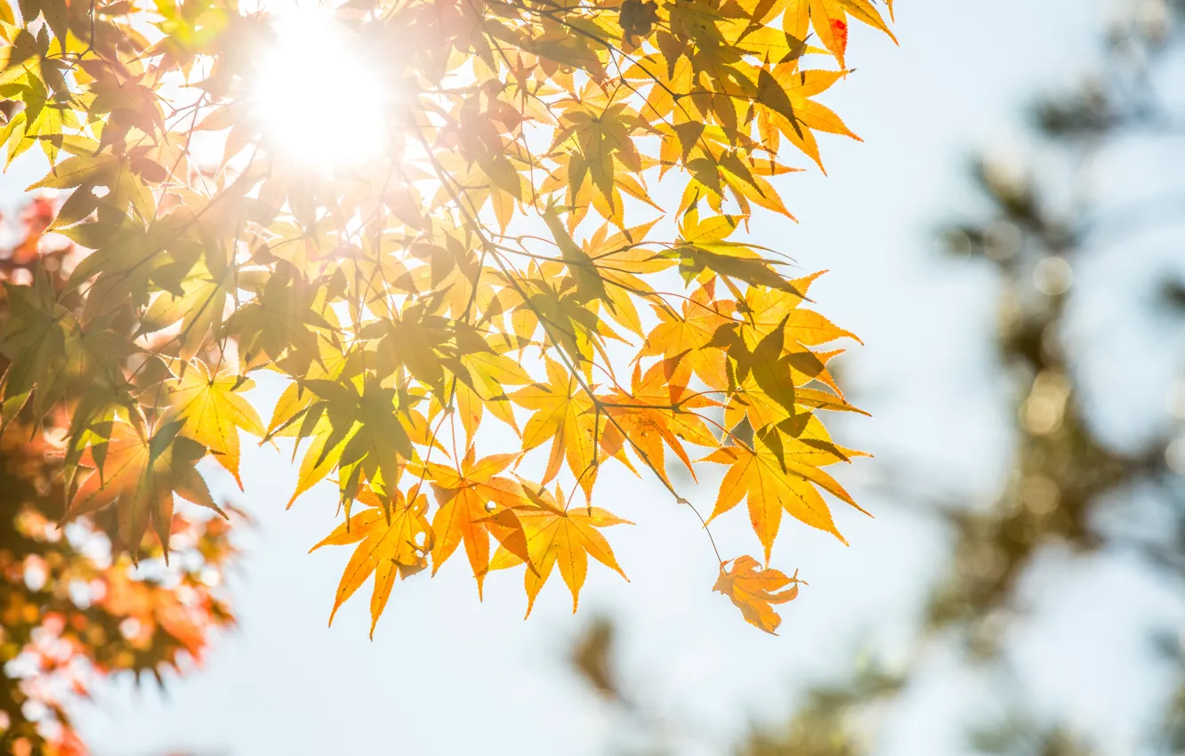 Photo wallpaper autumn, leaves, trees, yellow, colorful, maple, yellow, autumn