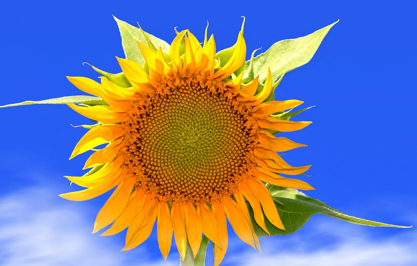 Photo wallpaper flower, the sky, leaves, clouds, nature, sunflower, petals