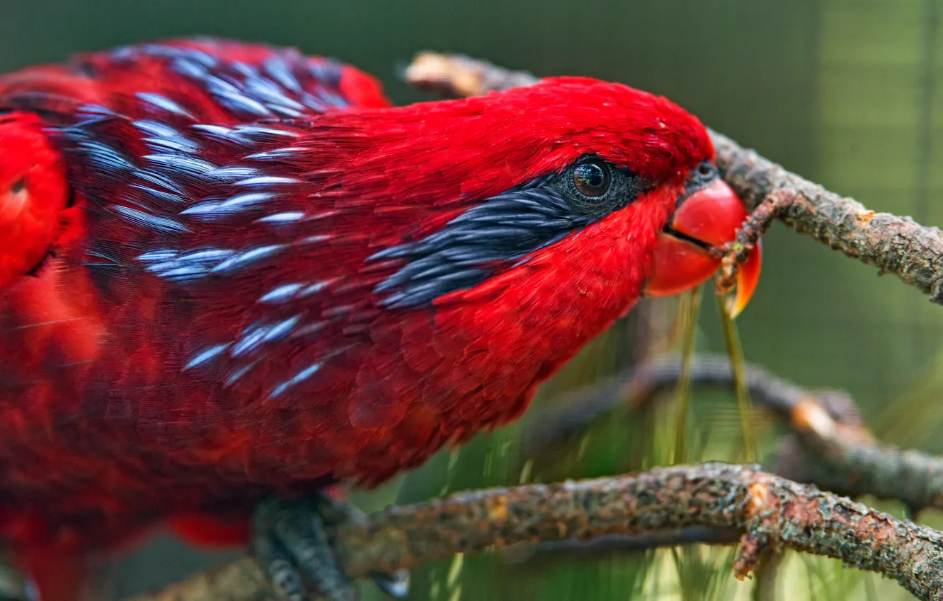 Photo wallpaper look, close-up, red, bright, bird, parrot