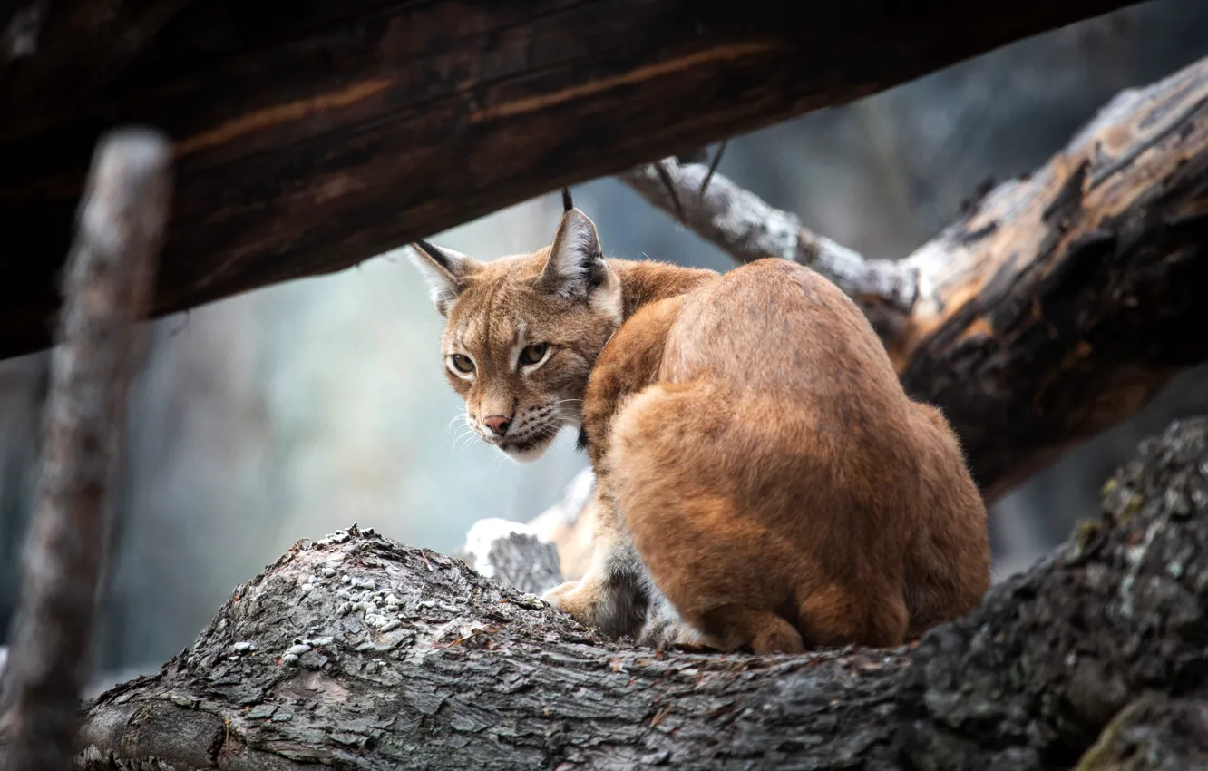 Photo wallpaper roof, look, trees, pose, Board, canopy, log, lynx