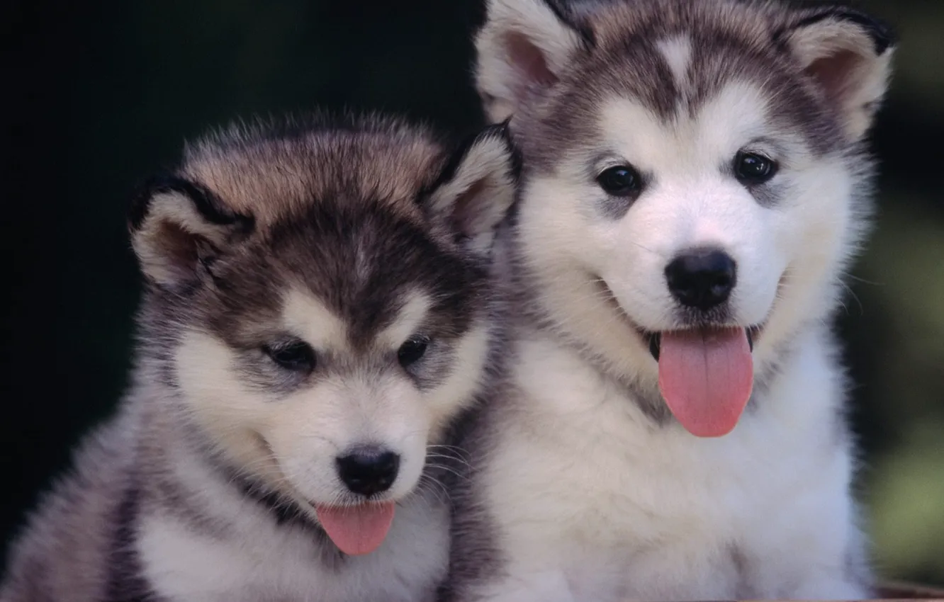 Photo wallpaper Puppies, faces, tabs