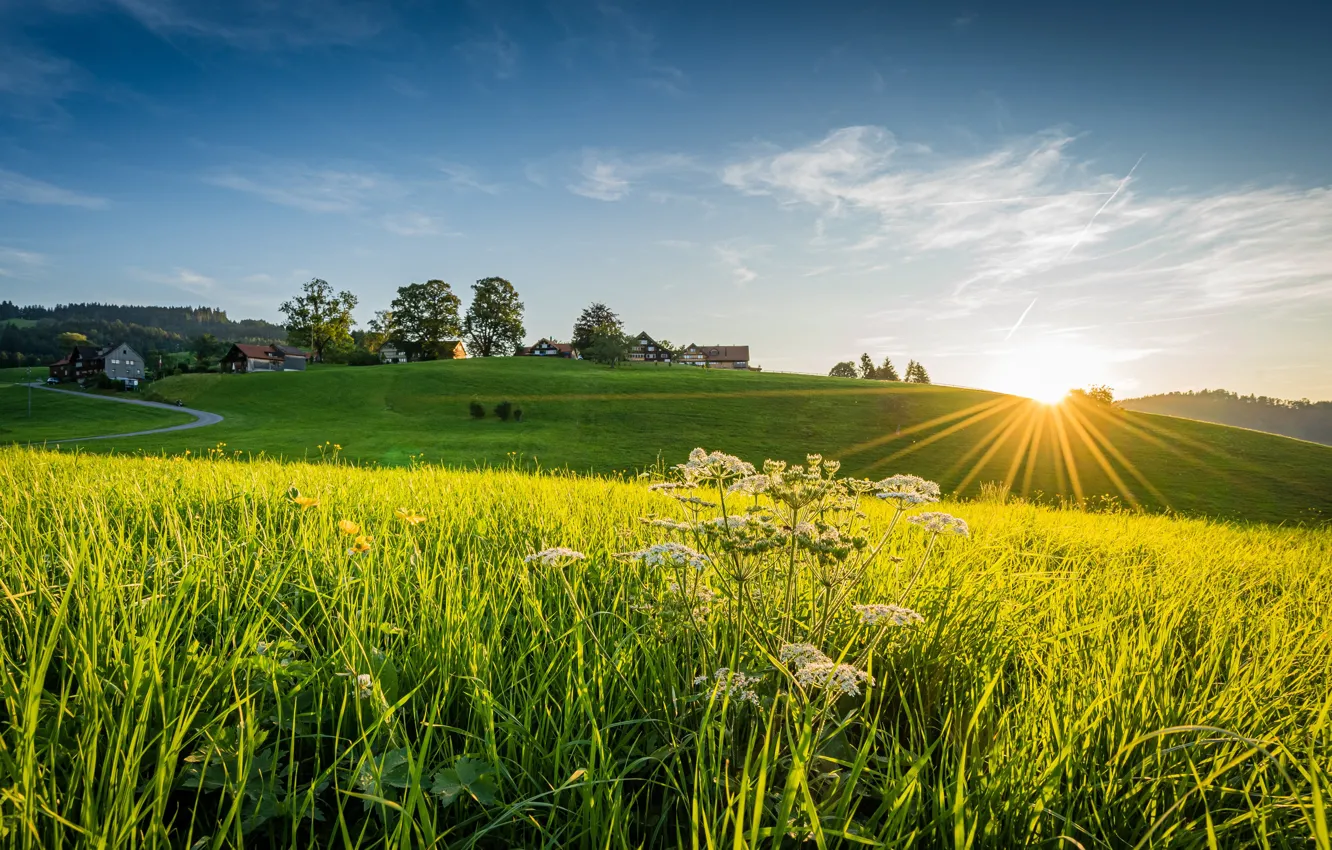 Photo wallpaper road, greens, field, the sky, grass, the sun, rays, trees
