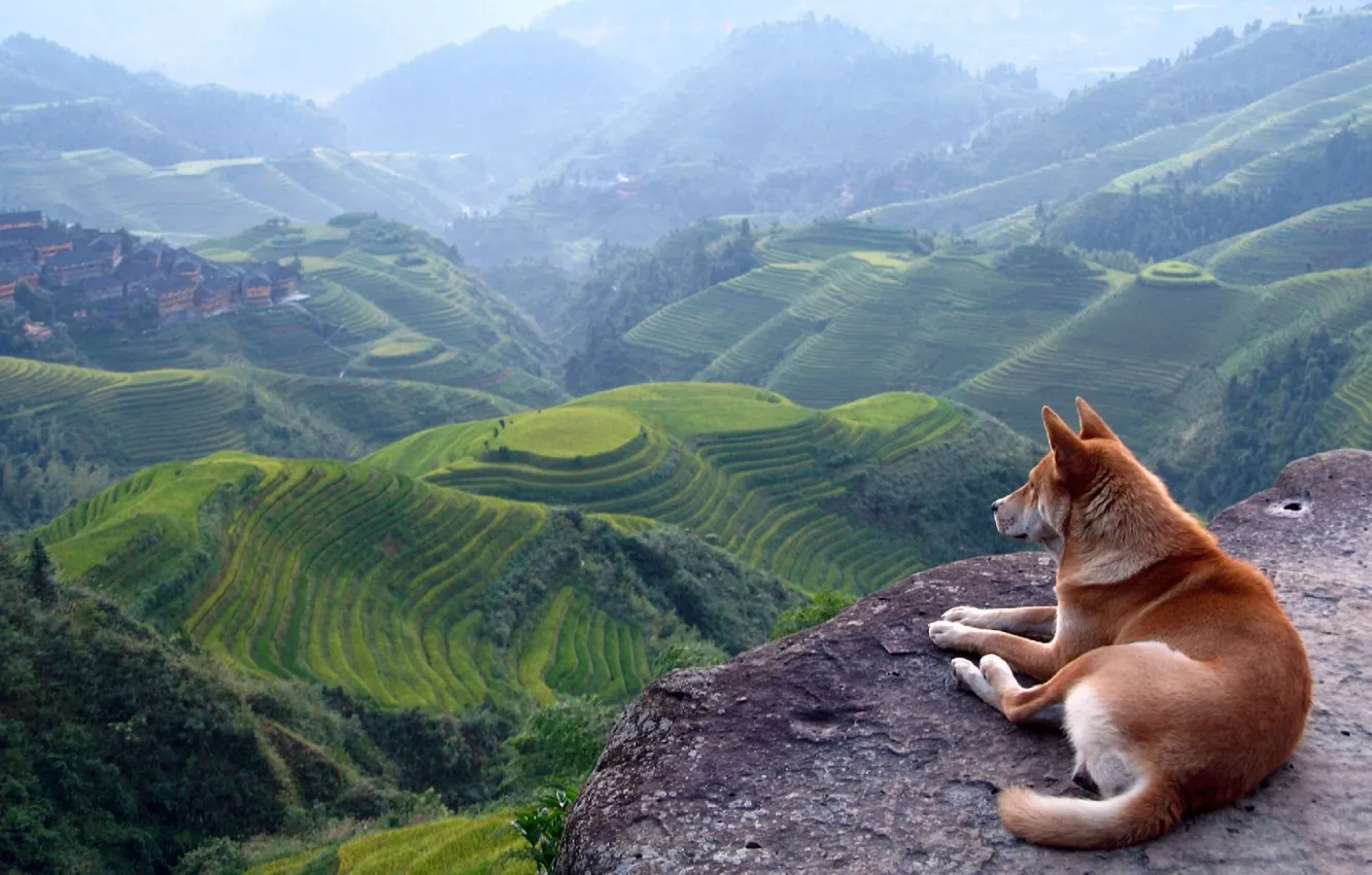 Photo wallpaper landscape, mountains, view, dog