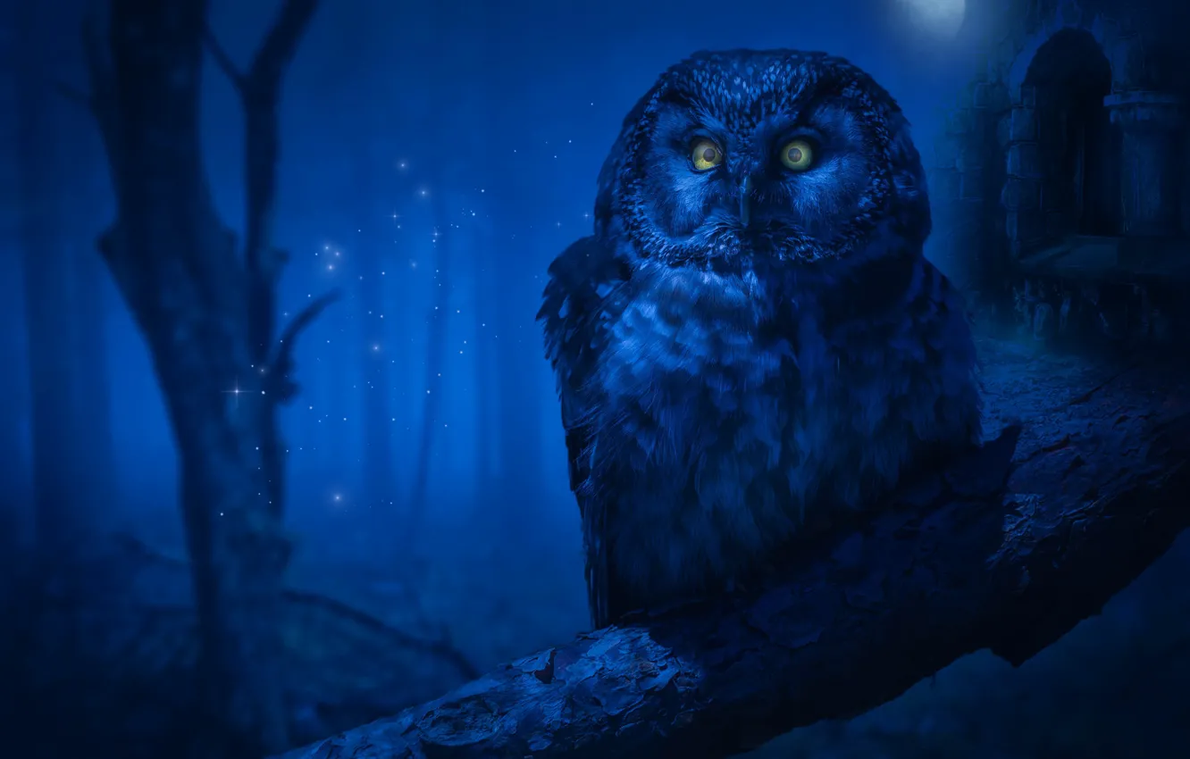 Photo wallpaper forest, look, trees, night, branches, fog, darkness, rendering