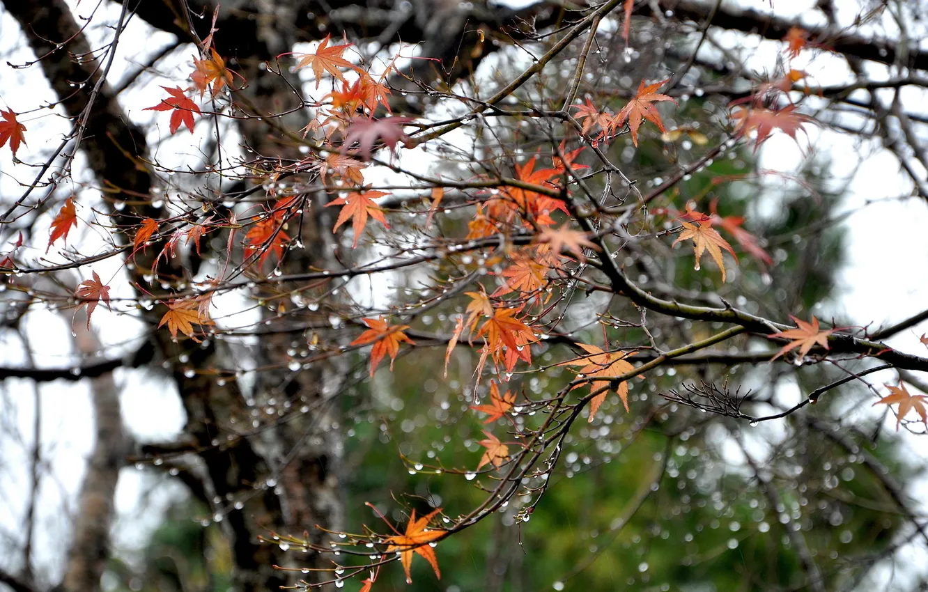 Photo wallpaper autumn, leaves, drops, trees