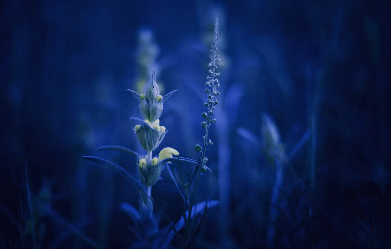 Photo wallpaper grass, macro, flowers, yellow