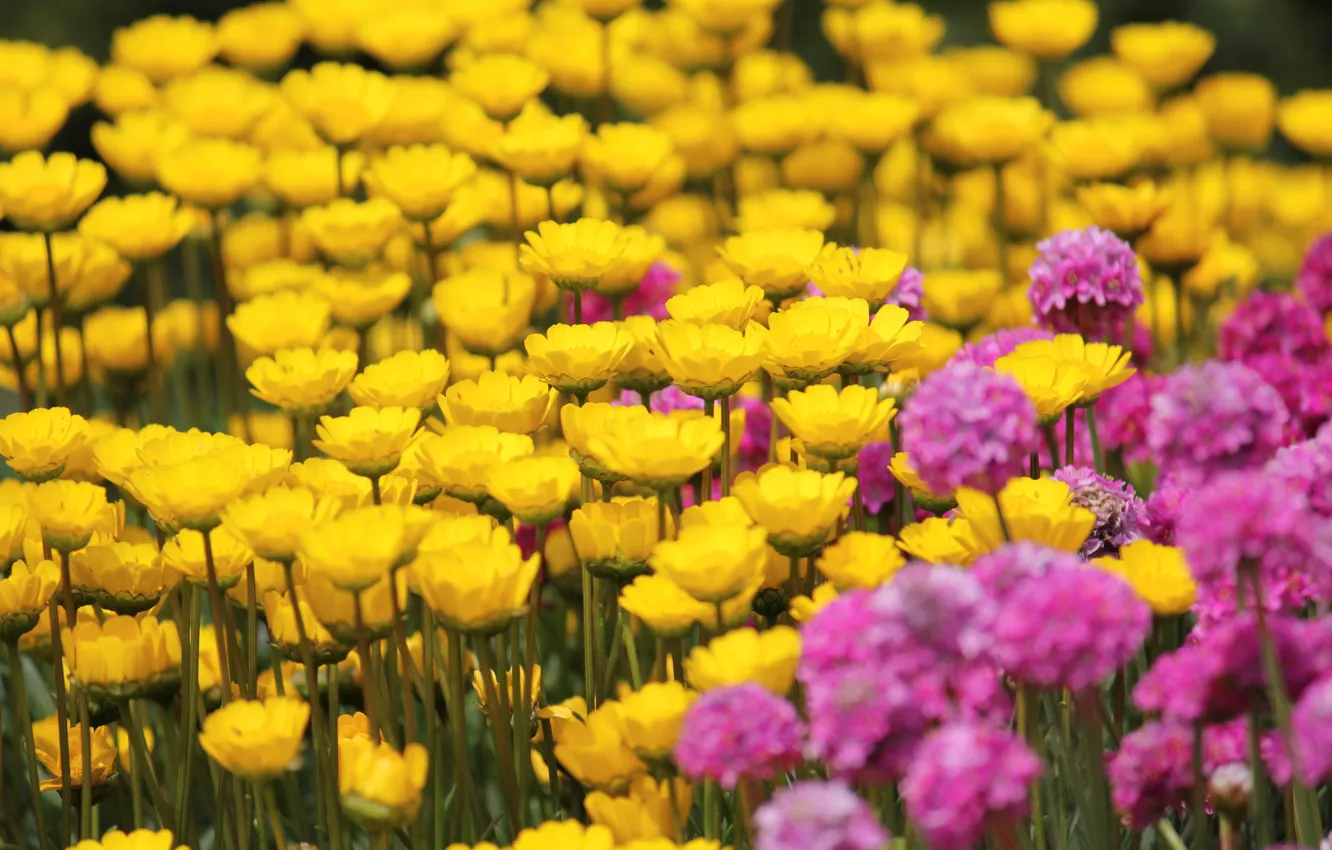 Photo wallpaper field, flowers, yellow, background, pink, widescreen, Wallpaper, wallpaper