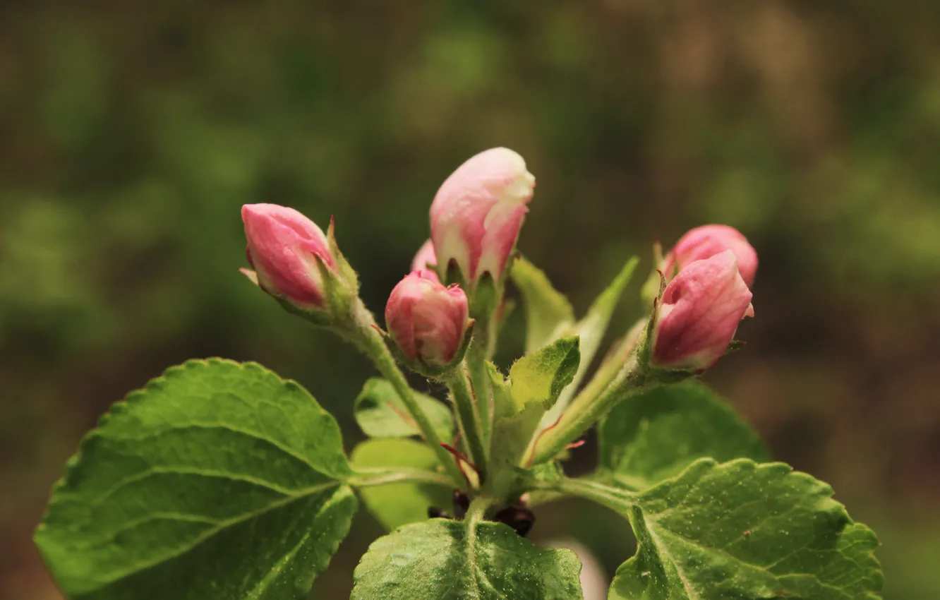 Photo wallpaper trees, flowers, pink, Spring.