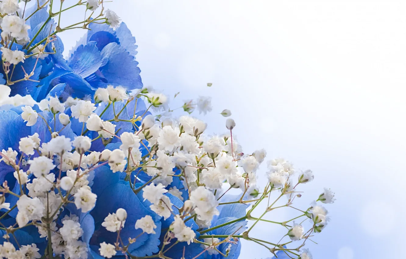 Photo wallpaper flowers, blue, bouquet, white