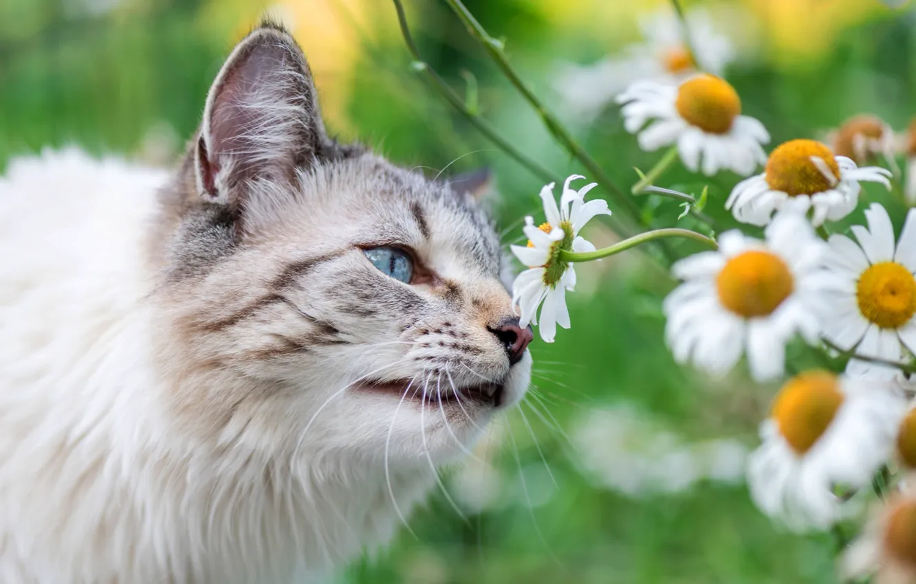 Photo wallpaper cat, summer, cat, look, face, flowers, chamomile, petals