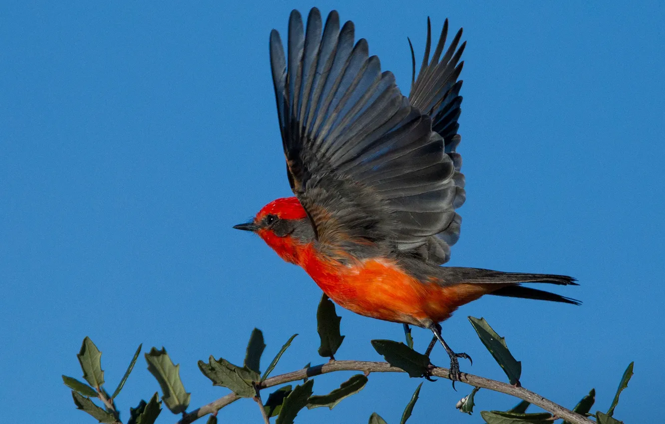 Photo wallpaper bird, wings, tail, male, red Tyrann