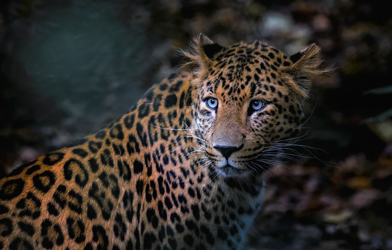 Photo wallpaper look, face, background, leopard