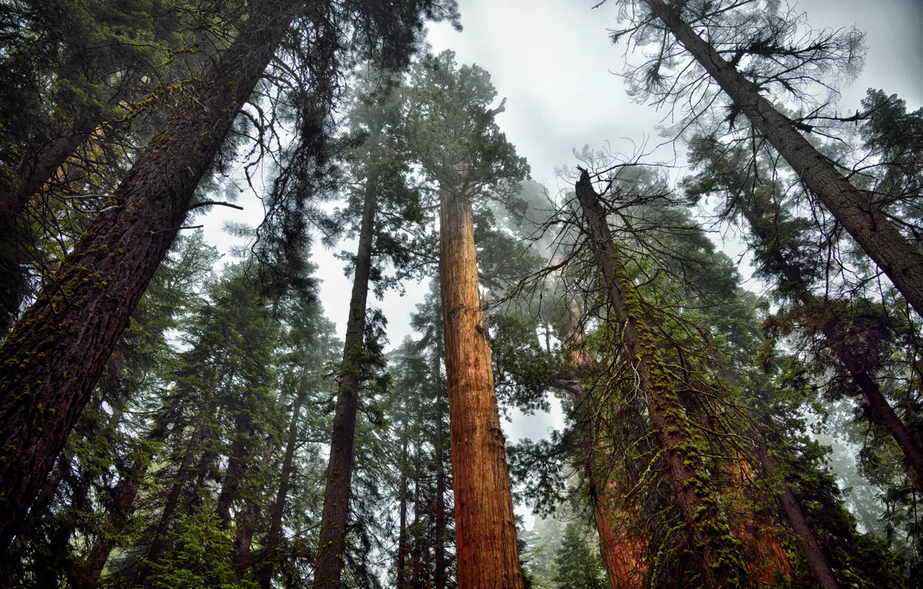 Photo wallpaper Nature, Fog, Forest, Moss, Sequoia, Trees