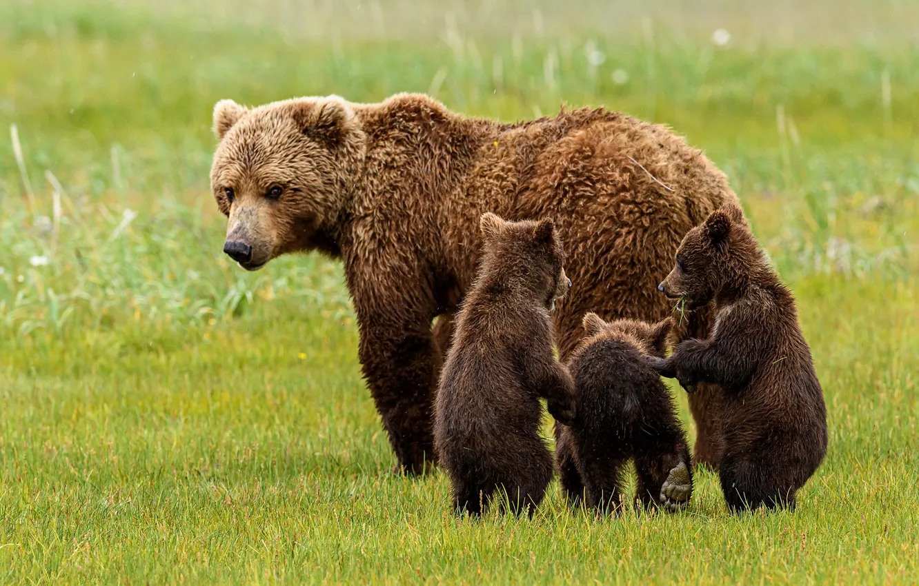 Photo wallpaper look, baby, bear, bear, walk, family, bear, mother