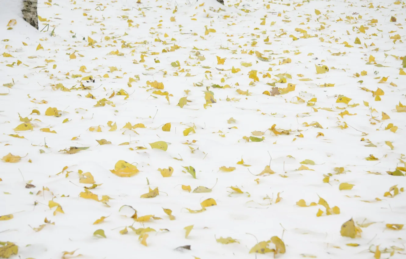 Photo wallpaper autumn, white, snow, yellow leaves