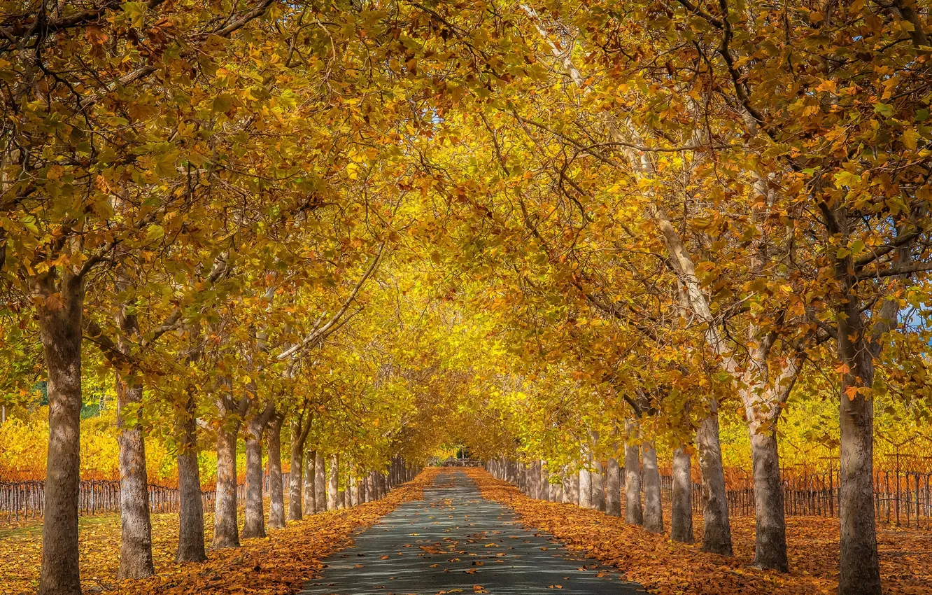 Photo wallpaper road, autumn, leaves, trees, landscape, branches, nature, Park