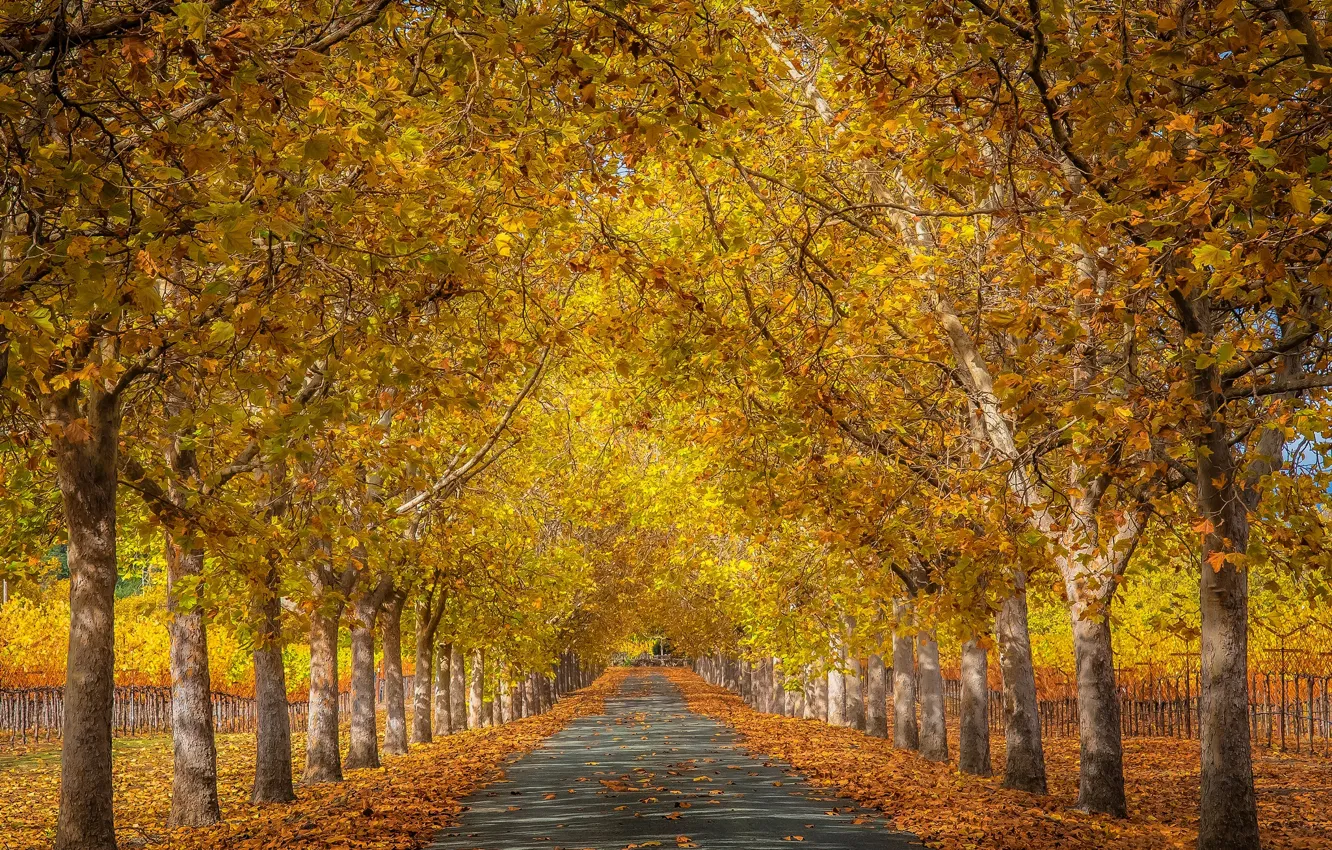 Photo wallpaper road, autumn, leaves, trees, landscape, branches, yellow, nature