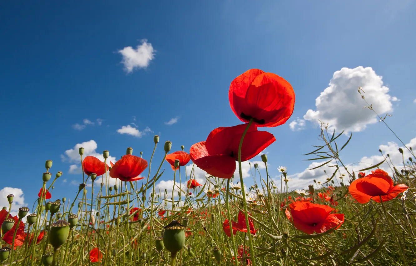 Photo wallpaper flowers, poppies, sunny, buds